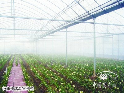 施家花厢 传承崇明水仙的文化与美