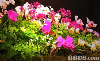 2020年最新145家香港鲜花礼品商户资讯 礼篮、园艺与盆栽精选指南