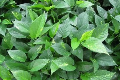 2018年全国花卉产销形势分析 礼品花卉销售亮点与挑战