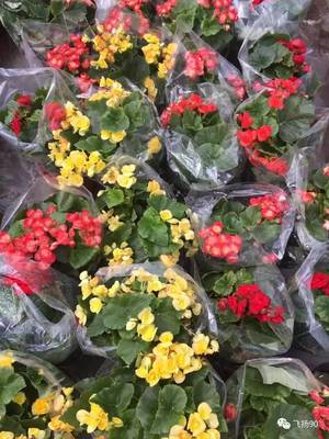 阳光花卉市场升级重装试营业，六重好礼尽享花卉盛宴